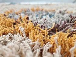 Tappeto A Pelo Lungo - Marden Natural Cotton Shaggy (beige/multi)